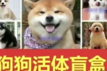 “寵物盲盒”快遞被查封：小貓小狗沒(méi)吃沒(méi)喝，活活憋死！