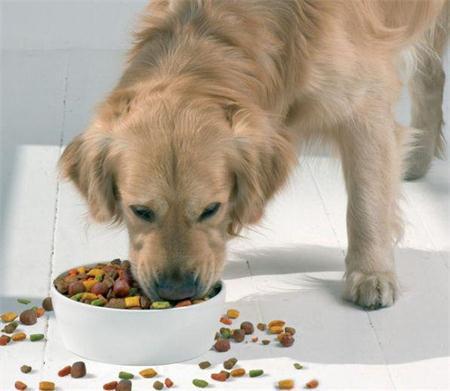 新西蘭進口水族寵物食品犬糧貓糧飼料寵物用品廣州港進口報關