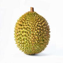 廣東進口馬來西亞水果蔬菜油麥菜金枕頭帶殼整個榴蓮清關(guān)