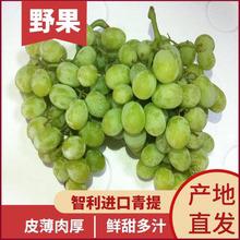 日本晴王葡萄新鮮水果無(wú)籽寶寶輔食孕婦營(yíng)養(yǎng)青島港進(jìn)口報(bào)關(guān)