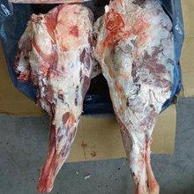 天津進口澳洲冷凍羊肉羊脖骨羊蝎子羊肚包肉羊腿報關清關