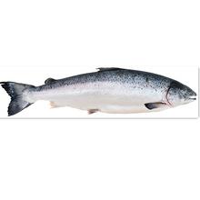 青島進口挪威智利三文魚大西洋鮭魚刺身壽司食材水產(chǎn)品清關(guān)