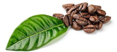 廣州進(jìn)口非洲南美咖啡豆生豆重度烘焙中烘咖啡館報(bào)關(guān)報(bào)檢流程